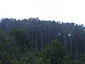 Kormoranų niokojamas miškas prie Juodkrantės
