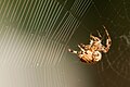 Araneus diadematus faciendo la so rede.