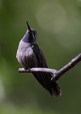 Blue-throated nymph