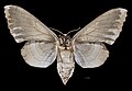 * Nomination Laothoe austauti - Ventral side - Female. By User:Archaeodontosaurus --Olivier LPB 17:23, 17 June 2018 (UTC) * Promotion  Support Good quality. --George Chernilevsky 19:42, 17 June 2018 (UTC)