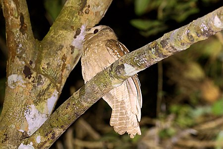 Segan besar (burung)