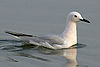 Thin-billed gull