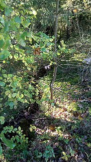 Laubach near the source at the hamlet of Kirchseemoor