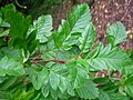Sorbus pseudofennica (feuilles).