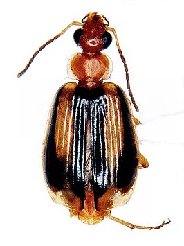 Lebia solea