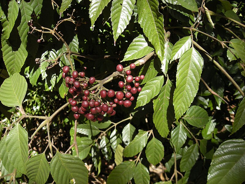 File:Leea indica fruit and foliage.jpg