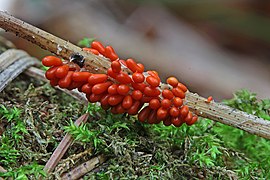 Leocarpus fragilis, glanzend druivenpitje