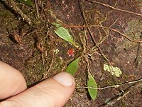 Lepanthes caritensis