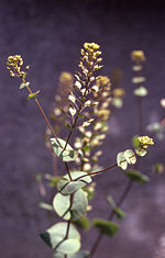 Miniatura para Lepidium perfoliatum