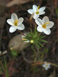 <i>Leptosiphon parviflorus</i> Species of flowering plant