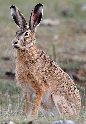 Lagomorpha