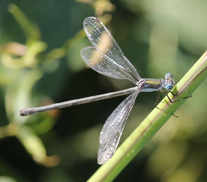 File:Lestes sponsa (female s5).jpg