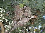 Lichenostomus penicillatus nest from underneath.JPG