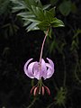 Lilium wardii