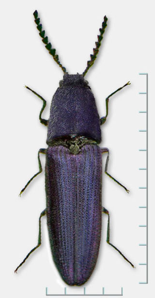 <span class="mw-page-title-main">Violet click beetle</span> Species of beetle