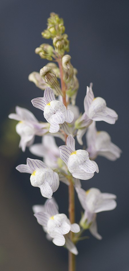 Linaria_repens