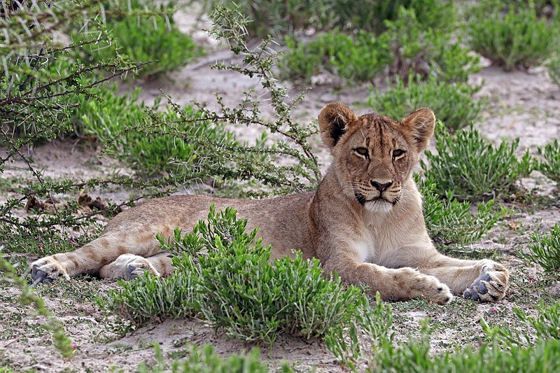 File:Lion (Panthera leo) cub Etosha.jpg