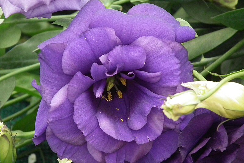 File:Lisianthus aka Eustoma 7216.JPG