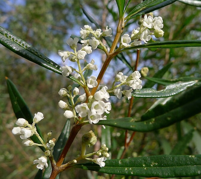 File:Logania albiflora leaves and flowers (9619852505).jpg