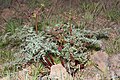 Lomatium dissectum