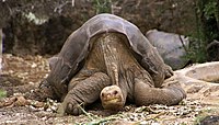 Lonesome George -Pinta giant tortoise -Santa Cruz.jpg
