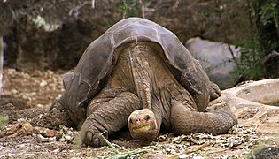 Lonesome George -Pinta giant tortoise -Santa Cruz.jpg