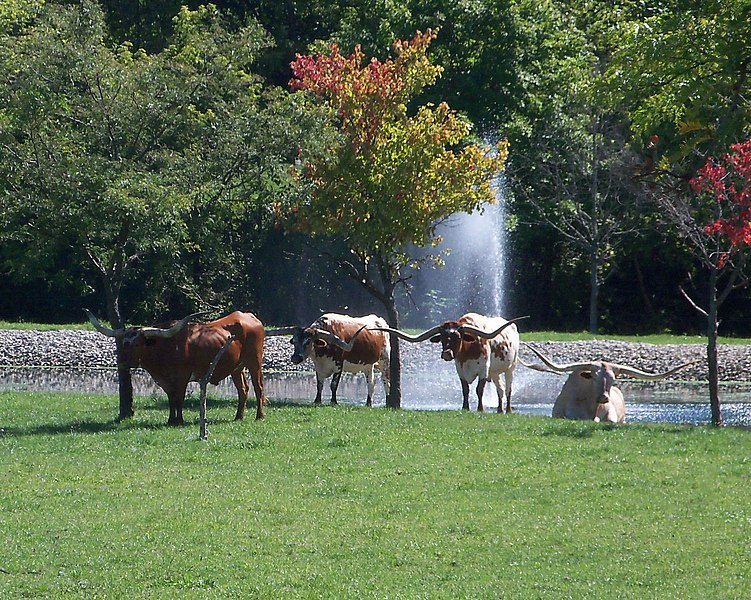 File:Longhorn Cattle, Lorain County, Ohio.jpg