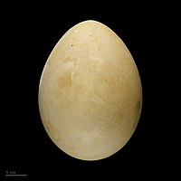 Egg - MHNT Lophura swinhoii MHNT.ZOO.2010.11.9.23.jpg