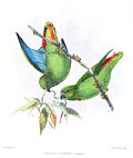 Thumbnail for Sangihe hanging parrot