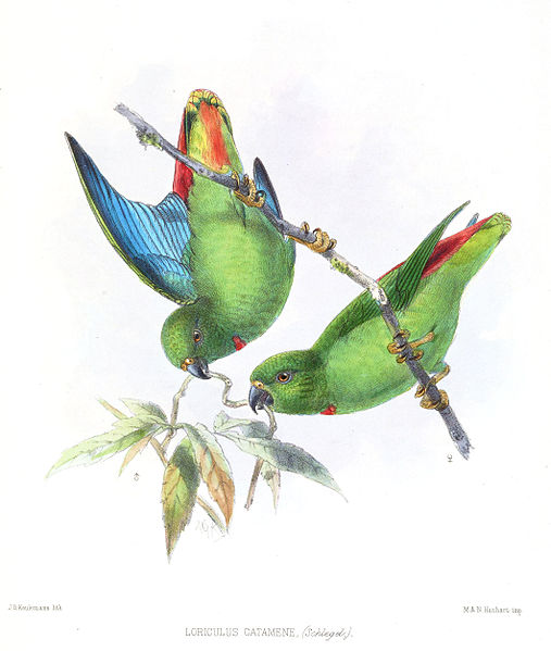 File:LoriculusCatameneKeulemans.jpg