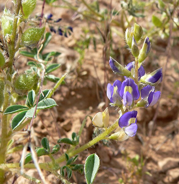 File:Lupinus flavoculatus 2.jpg