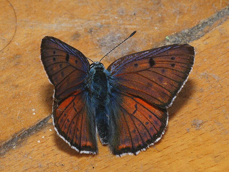 File:Lycaena alciphron ♂ - Purple-shot copper (male) - Червонец фиолетовый (самец) (40968281782).jpg