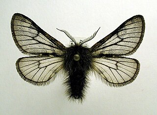 <i>Lycia lapponaria</i> Species of imoth