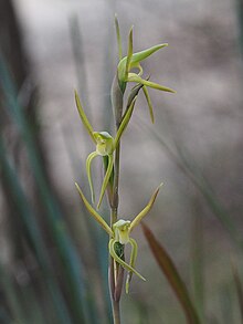 Lyperanthus suaveolens (2) .jpg