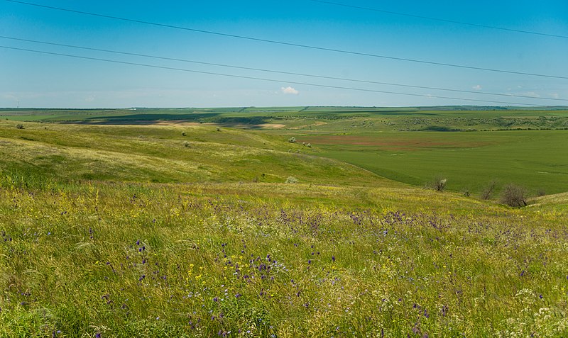 File:MD.GE - rezervația naturală de plante medicinale Bugeac - jun 2021 - 02.jpg