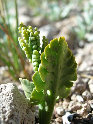 <i>Botrychium pumicola</i> Species of fern in the family Ophioglossaceae