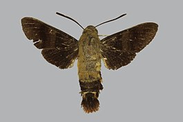 Macroglossum avicula