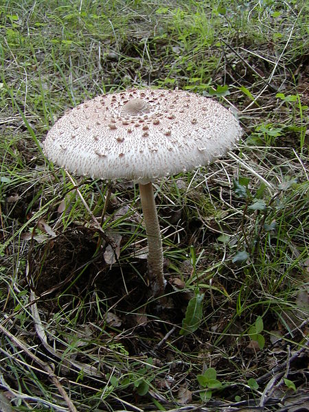 File:Macrolepiota procera5.JPG