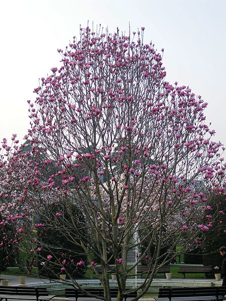 File:Magnolia x soulangeana 2.JPG