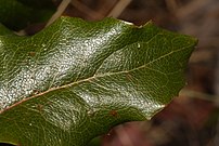 Mahonia aquifolium 2772.JPG