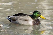 Fitxer:Male_mallard_duck_3.jpg