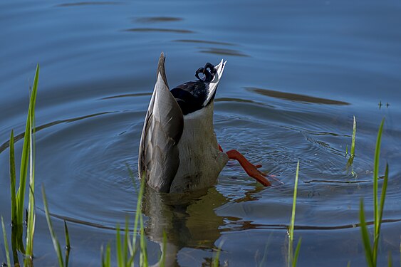 Mallard Duck