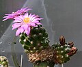 Mammillaria saboae subsp. roczekii