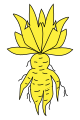 Mandrake