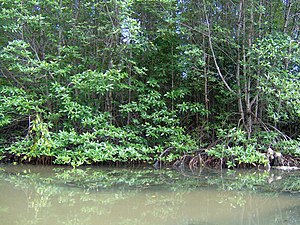 300px Mangrove in Can Gio forest
