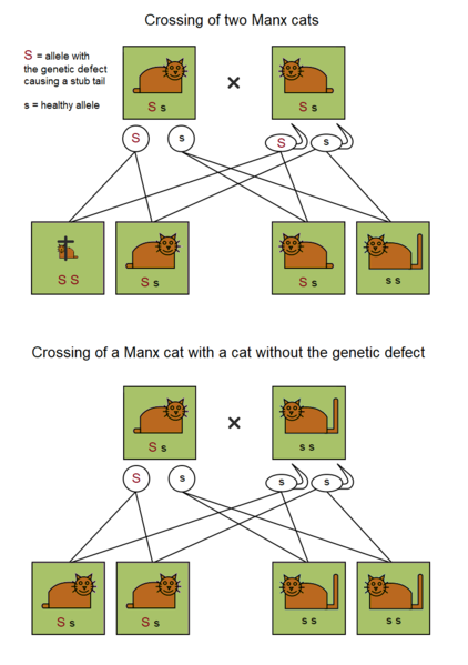 File:Manx Cat Inheritance.png