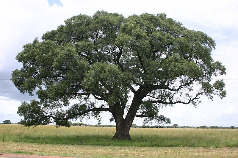 File:Marula02.jpg