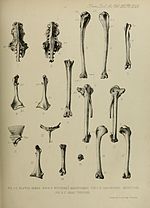 Nycticorax mauritianus için küçük resim