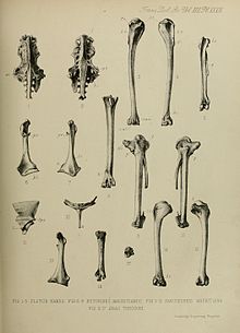 Маврикийские птицы fossils.jpg