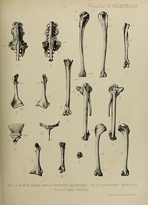 Typový materiál mauricijské kachny